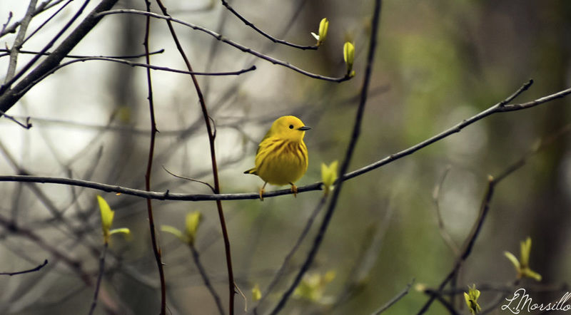American icon lures 'birders' to lake yellow